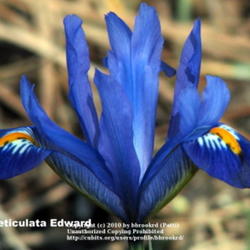 
Iris reticulata Edward
