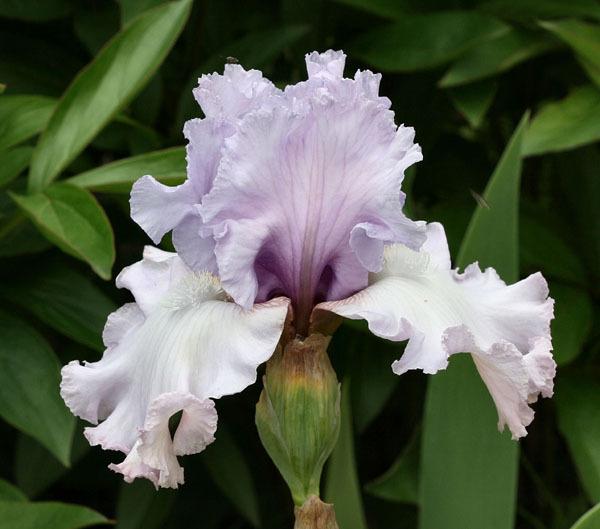 Photo of Tall Bearded Iris (Iris 'Dearie') uploaded by MShadow