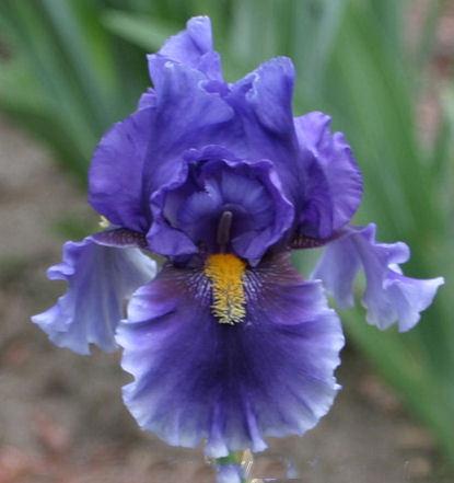 Photo of Tall Bearded Iris (Iris 'Deep Dark Secret') uploaded by MShadow