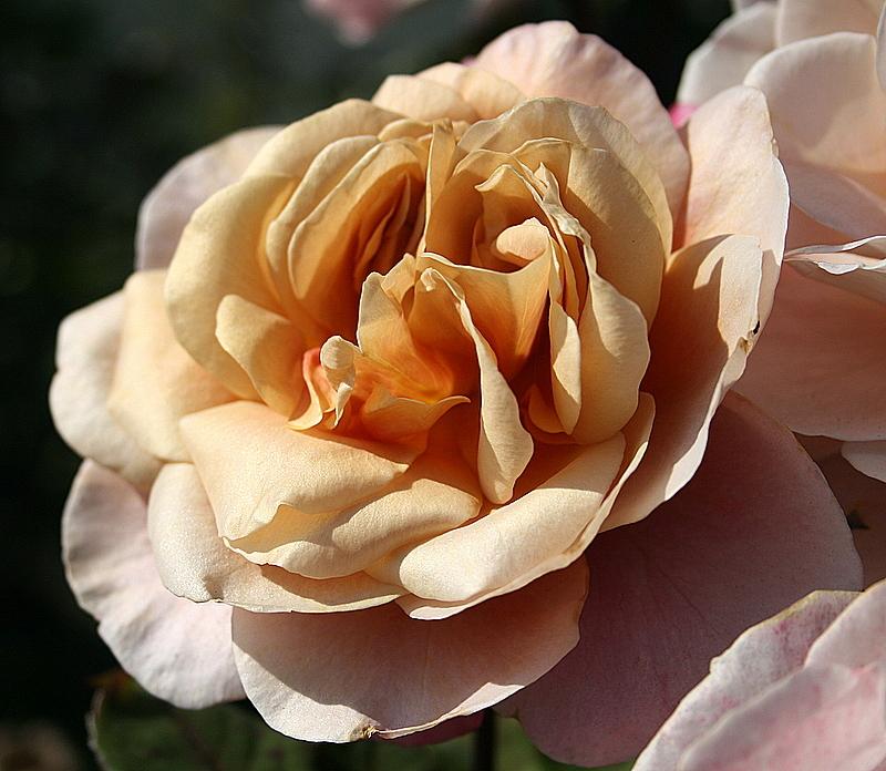 Photo of Rose (Rosa 'Distant Drums') uploaded by Calif_Sue