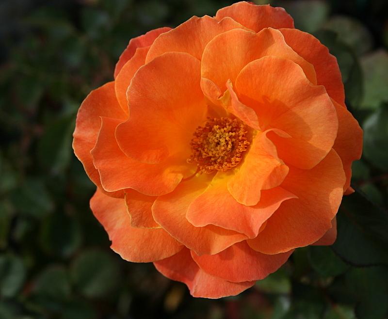 Photo of Rose (Rosa 'Vavoom') uploaded by Calif_Sue