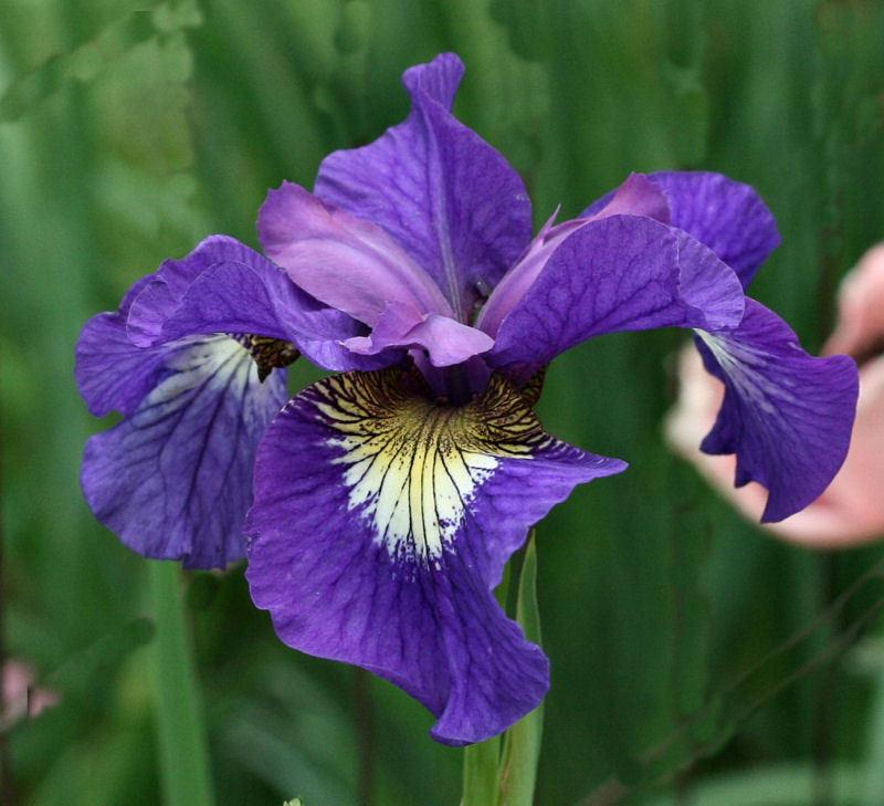 Photo of Siberian Iris (Iris 'Tall Dark and Handsome') uploaded by MShadow