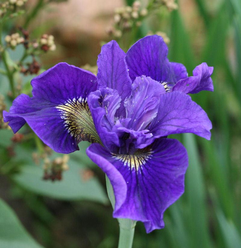 Photo of Siberian Iris (Iris 'Ruffled Velvet') uploaded by MShadow
