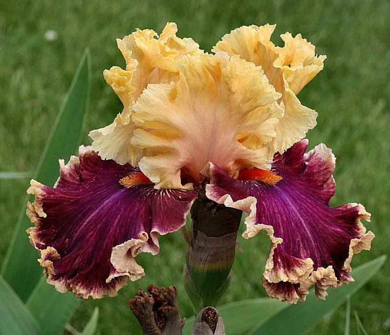 Photo of Tall Bearded Iris (Iris 'Decadence') uploaded by MShadow