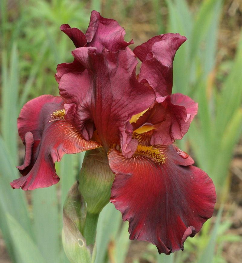 Photo of Tall Bearded Iris (Iris 'Dynamite') uploaded by MShadow