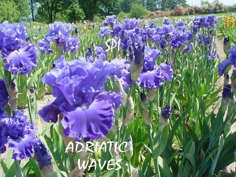 Photo of Tall Bearded Iris (Iris 'Adriatic Waves') uploaded by irisloverdee