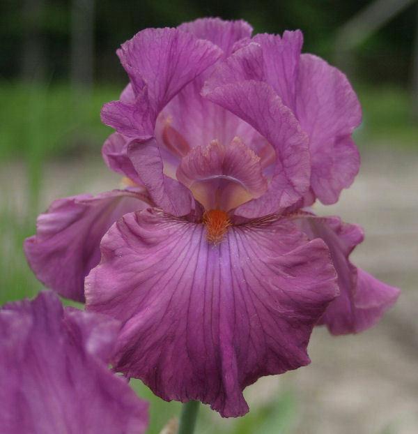 Photo of Tall Bearded Iris (Iris 'Ever After') uploaded by MShadow