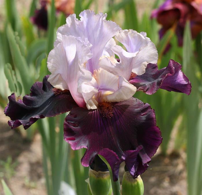 Photo of Tall Bearded Iris (Iris 'Evening Drama') uploaded by MShadow