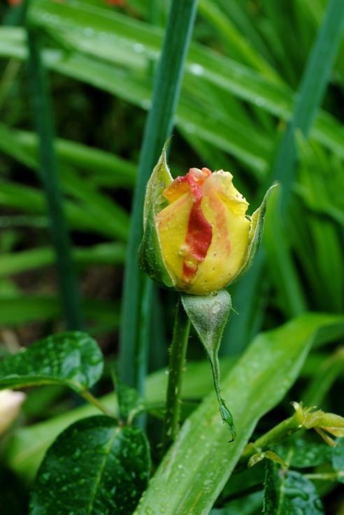Photo of Hybrid Tea Rose (Rosa 'Peace') uploaded by chelle