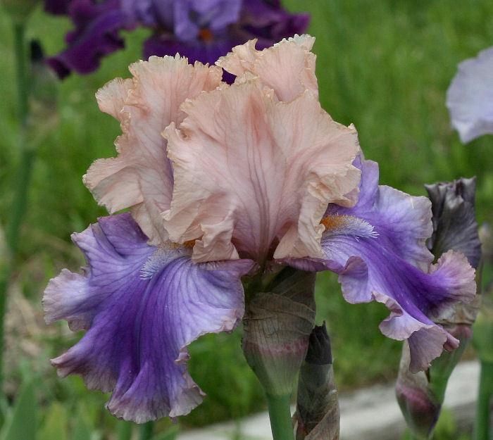 Photo of Tall Bearded Iris (Iris 'Florentine Silk') uploaded by MShadow
