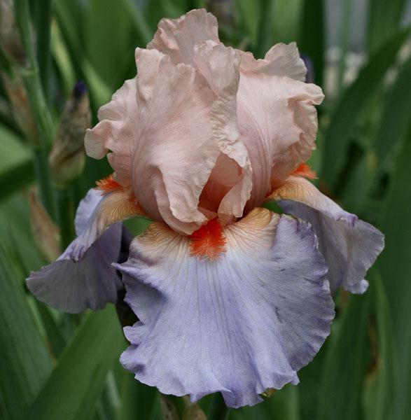 Photo of Tall Bearded Iris (Iris 'French Cancan') uploaded by MShadow