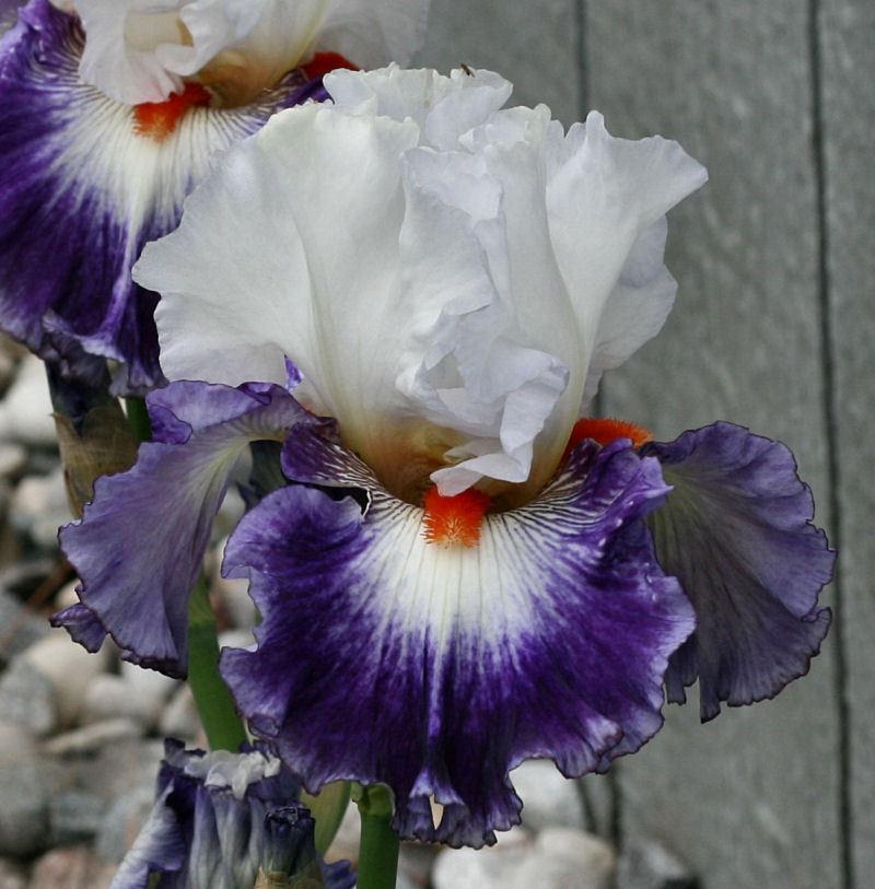 Photo of Tall Bearded Iris (Iris 'Gypsy Lord') uploaded by MShadow
