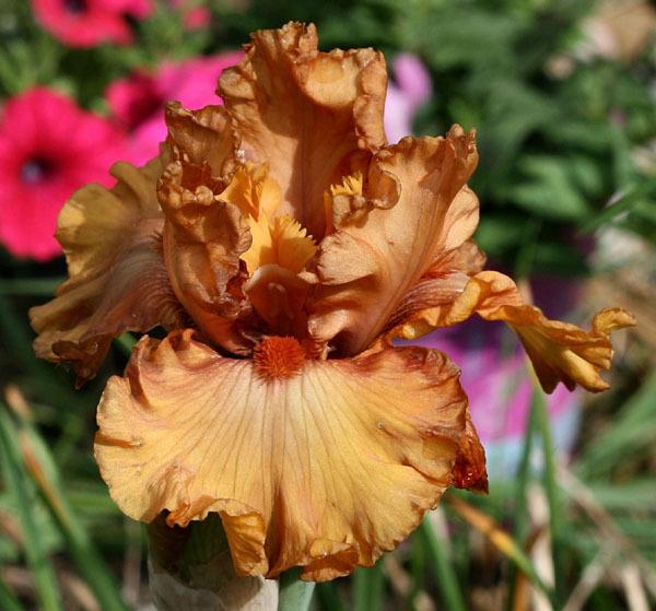 Photo of Tall Bearded Iris (Iris 'Game Plan') uploaded by MShadow