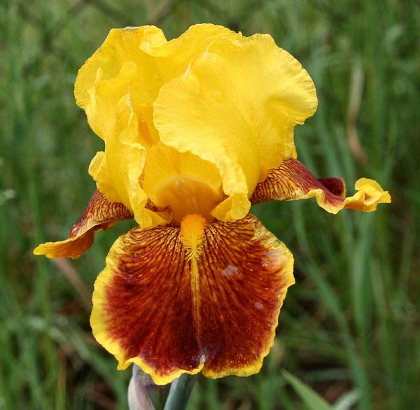 Photo of Tall Bearded Iris (Iris 'Fanfaron') uploaded by MShadow