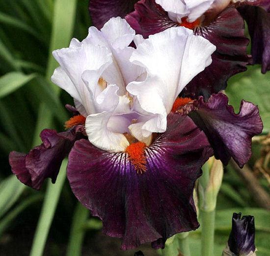 Photo of Tall Bearded Iris (Iris 'Full Figured') uploaded by MShadow