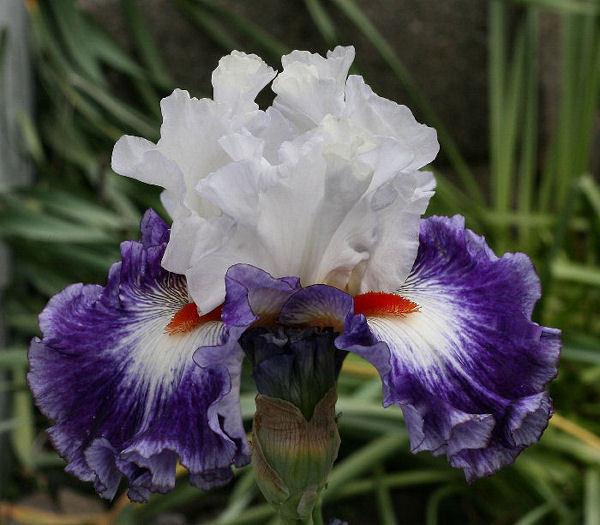 Photo of Tall Bearded Iris (Iris 'Gypsy Lord') uploaded by MShadow