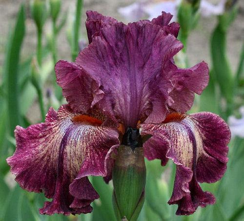 Photo of Tall Bearded Iris (Iris 'Indiscreet') uploaded by MShadow