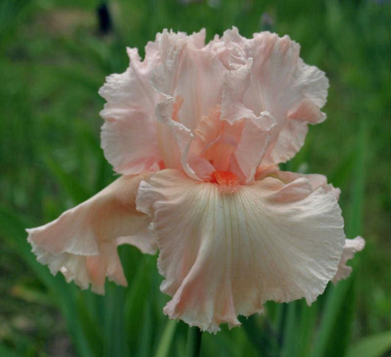 Photo of Tall Bearded Iris (Iris 'Happenstance') uploaded by MShadow