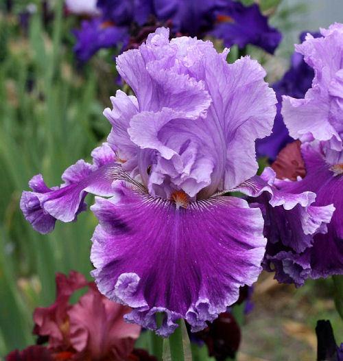 Photo of Tall Bearded Iris (Iris 'Louisa's Song') uploaded by MShadow