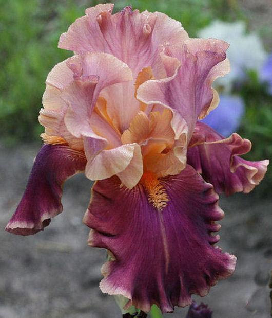 Photo of Tall Bearded Iris (Iris 'Impressionist') uploaded by MShadow