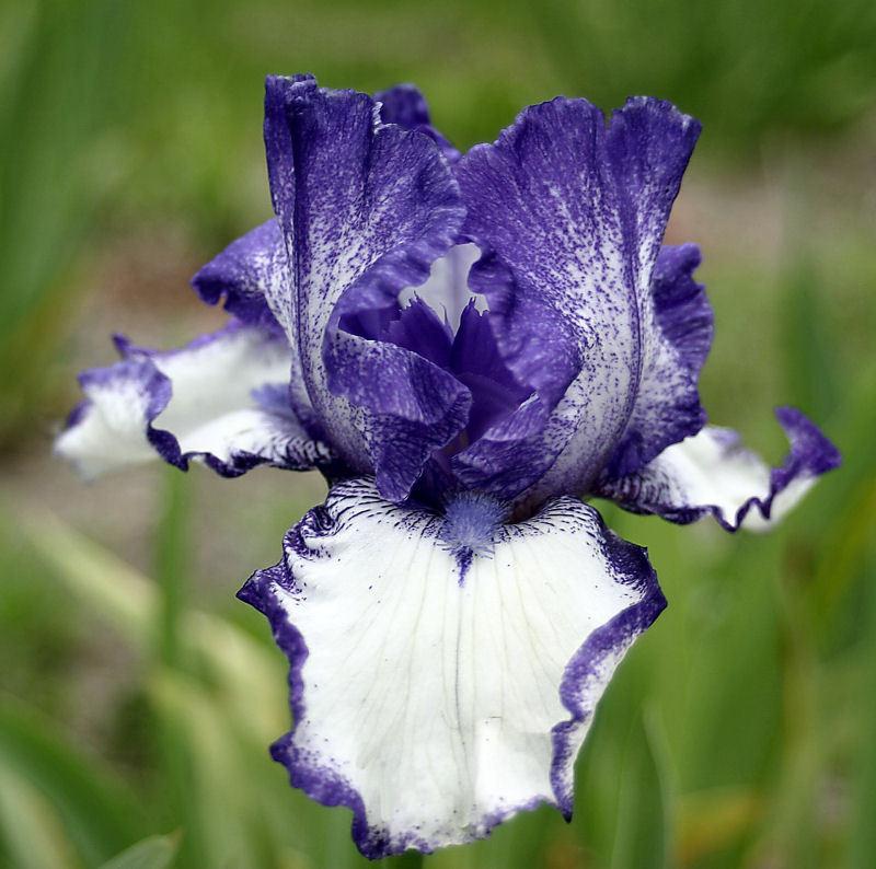 Photo of Tall Bearded Iris (Iris 'Kissing Circle') uploaded by MShadow