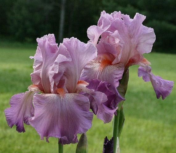 Photo of Tall Bearded Iris (Iris 'Jennifer Rebecca') uploaded by MShadow