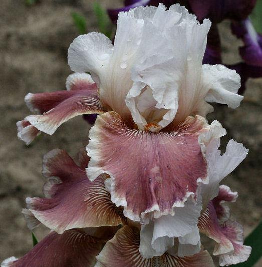 Photo of Tall Bearded Iris (Iris 'In the Stars') uploaded by MShadow