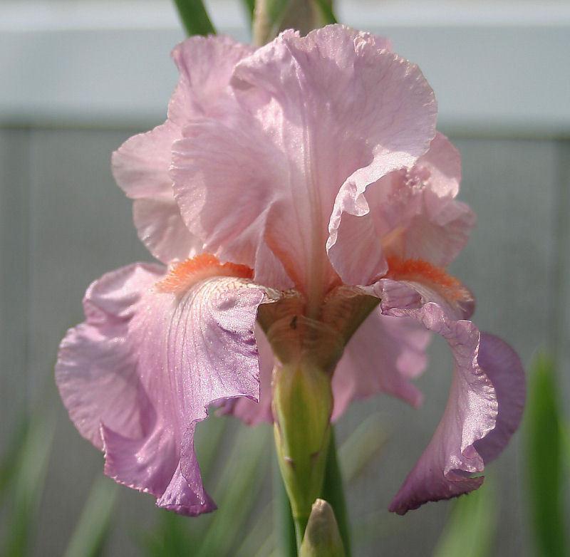 Photo of Tall Bearded Iris (Iris 'Jennifer Rebecca') uploaded by MShadow