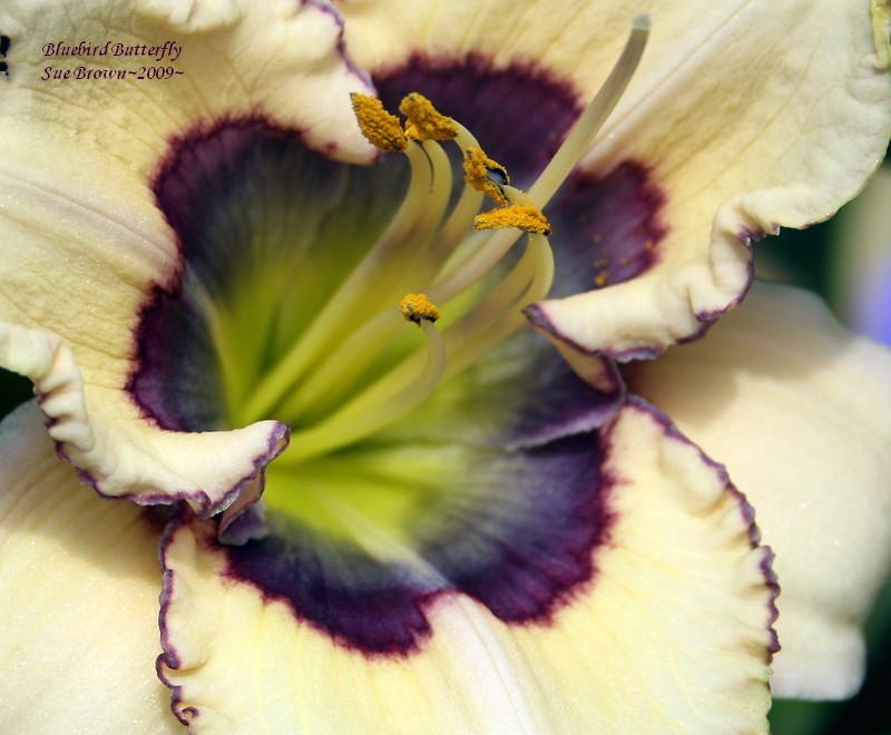 Photo of Daylily (Hemerocallis 'Bluebird Butterfly') uploaded by Calif_Sue