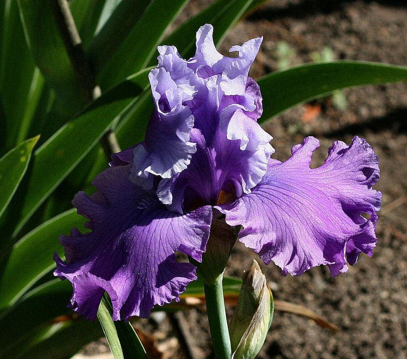 Photo of Tall Bearded Iris (Iris 'Loopty Loo') uploaded by MShadow