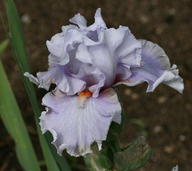 Photo of Tall Bearded Iris (Iris 'Legerdemain') uploaded by MShadow