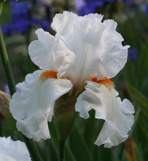 Photo of Tall Bearded Iris (Iris 'Lark Ascending') uploaded by MShadow