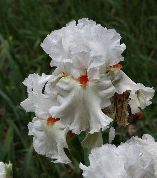Photo of Tall Bearded Iris (Iris 'Lark Ascending') uploaded by MShadow