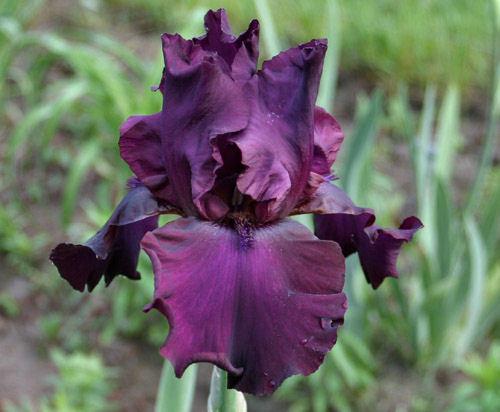 Photo of Tall Bearded Iris (Iris 'Lenten Prayer') uploaded by MShadow