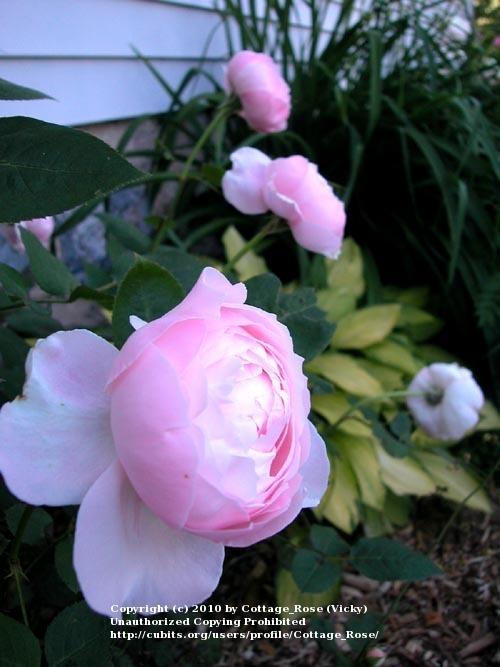 Photo of Rose (Rosa 'St. Cecilia') uploaded by Cottage_Rose