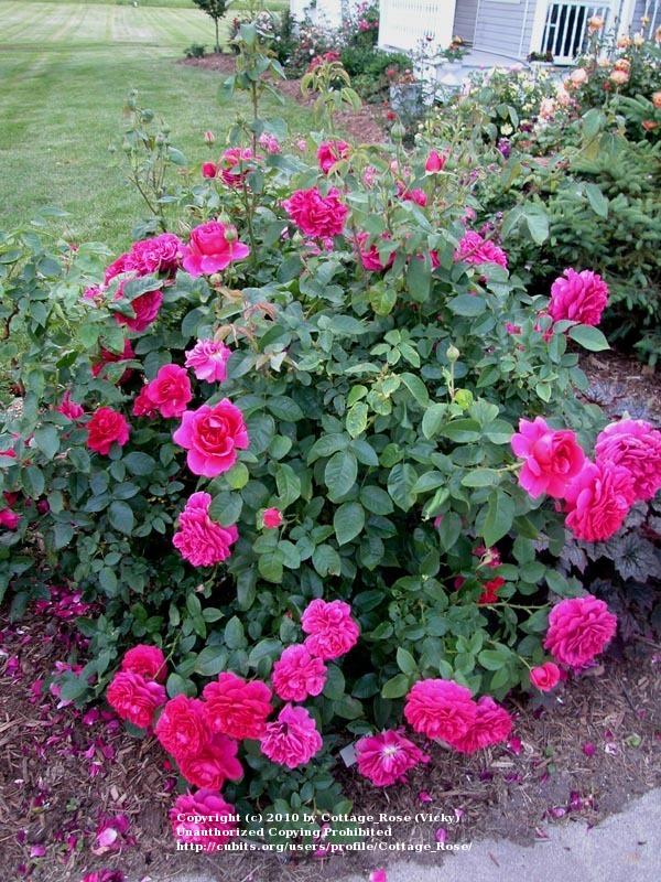 Photo of English Shrub Rose (Rosa 'The Dark Lady') uploaded by Cottage_Rose