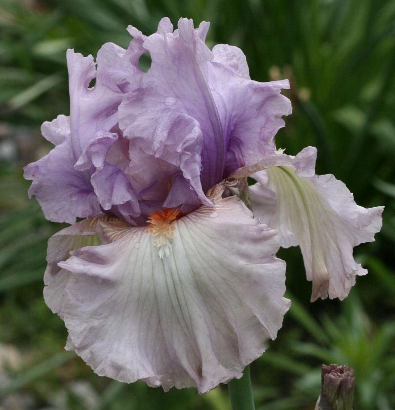 Photo of Tall Bearded Iris (Iris 'Modern Woman') uploaded by MShadow