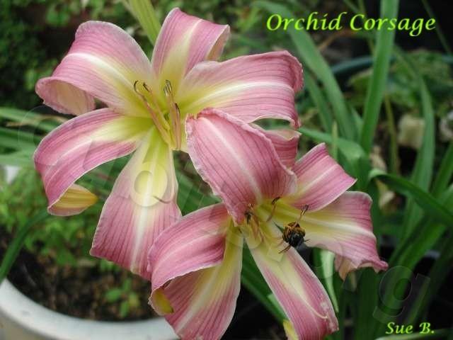 Photo of Daylily (Hemerocallis 'Orchid Corsage') uploaded by Calif_Sue