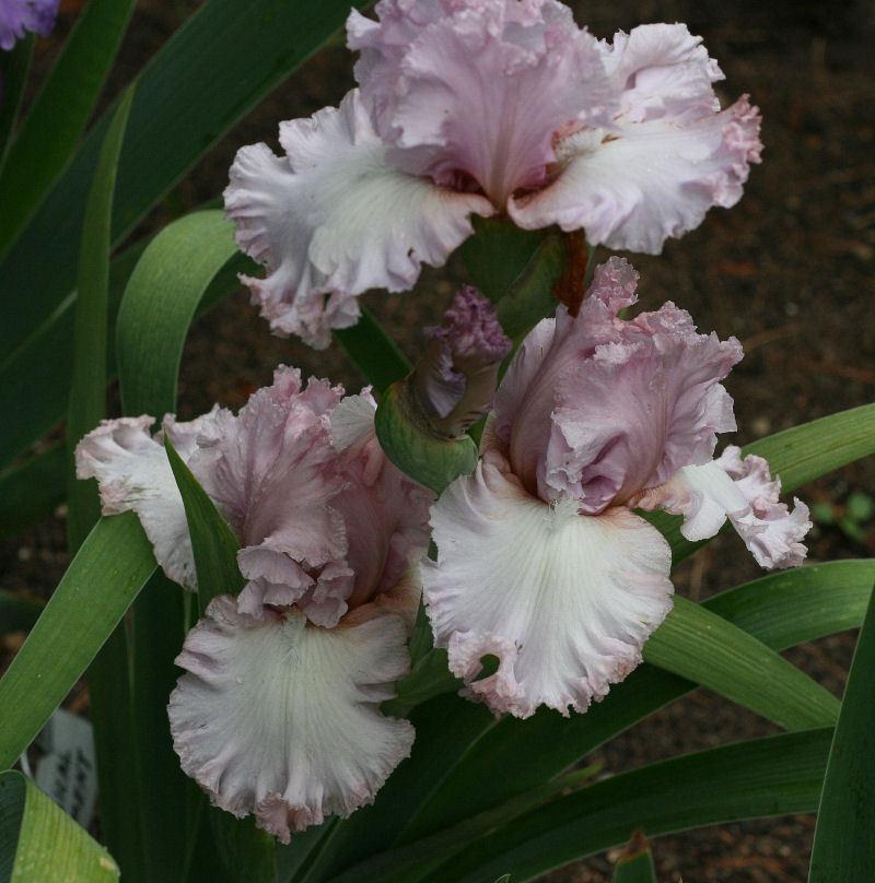 Photo of Tall Bearded Iris (Iris 'Magical Moment') uploaded by MShadow