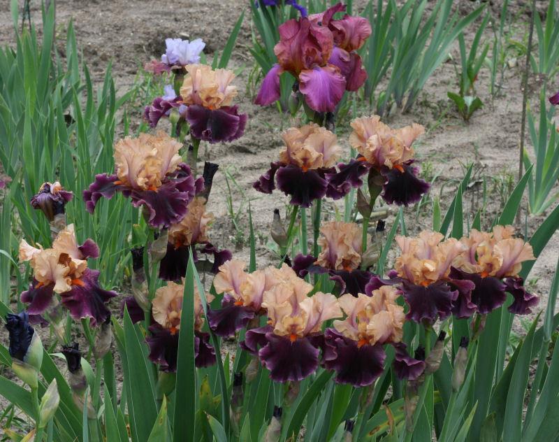 Photo of Tall Bearded Iris (Iris 'Naples') uploaded by MShadow