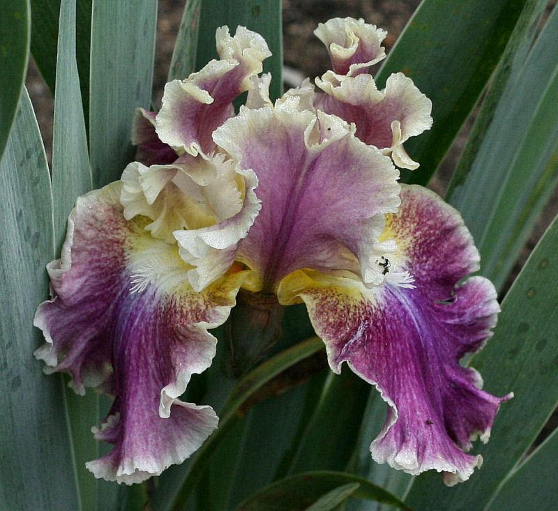 Photo of Tall Bearded Iris (Iris 'Montmartre') uploaded by MShadow