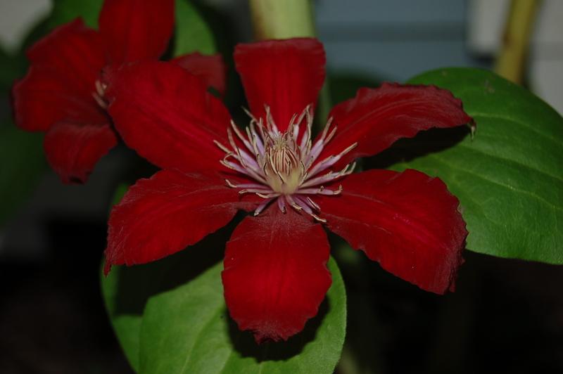 Photo of Clematis Rebecca™ uploaded by venu209