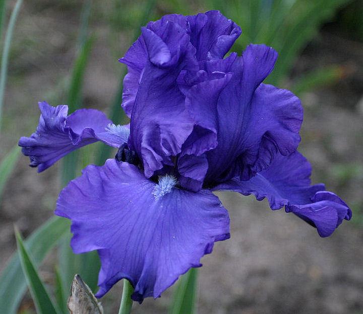 Photo of Tall Bearded Iris (Iris 'North Pacific Seas') uploaded by MShadow