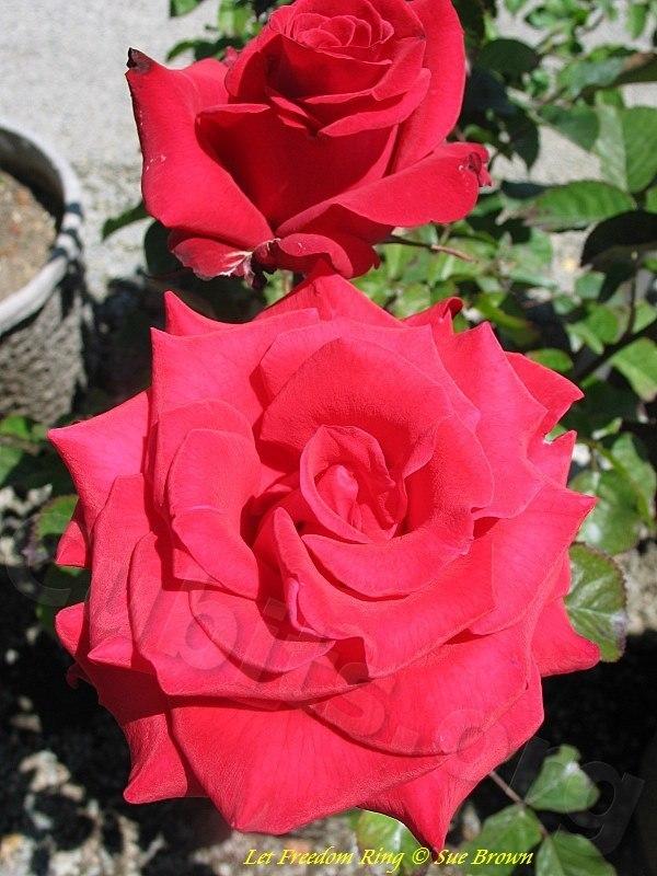 Photo of Rose (Rosa 'Let Freedom Ring') uploaded by Calif_Sue