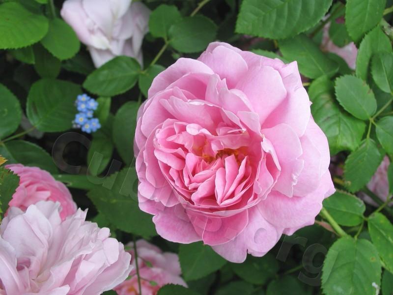 Photo of Rose (Rosa 'Mary Rose') uploaded by Calif_Sue