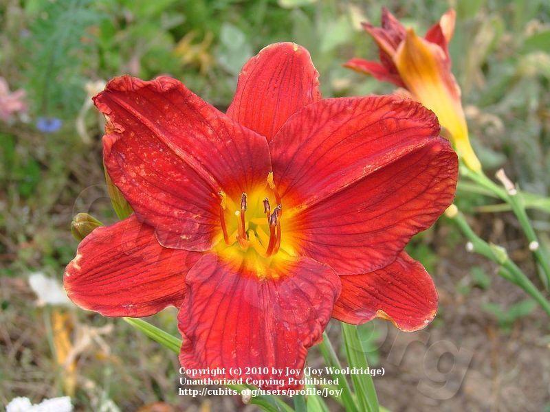 Photo of Daylily (Hemerocallis 'Crimson Brocade') uploaded by Joy