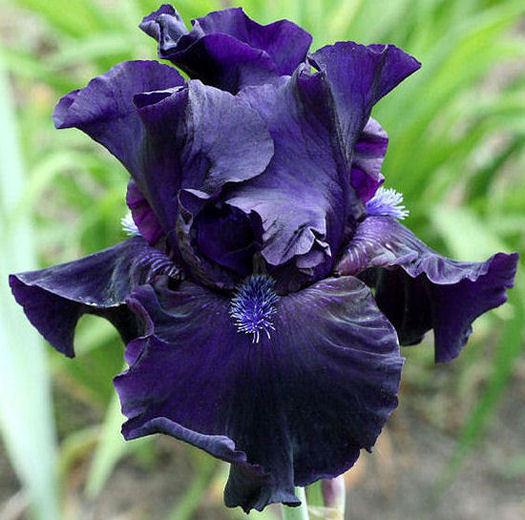 Photo of Tall Bearded Iris (Iris 'Obsidian') uploaded by MShadow