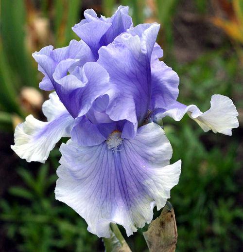 Photo of Tall Bearded Iris (Iris 'Olympiad') uploaded by MShadow