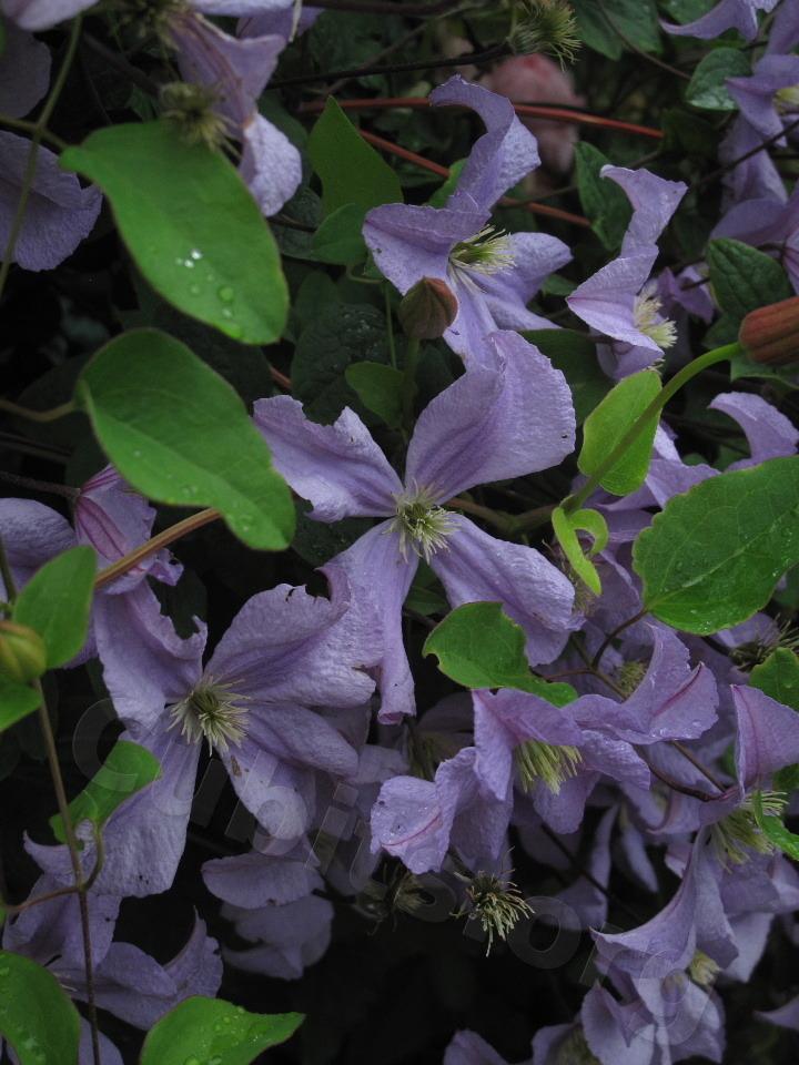 Photo of Clematis 'Prince Charles' uploaded by bootandall