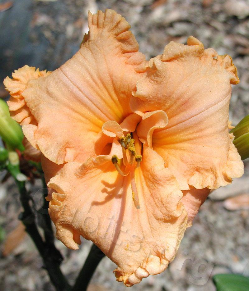 Photo of Daylily (Hemerocallis 'Southern Coral') uploaded by Calif_Sue